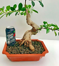 ÁRBOL BONSAI FICUS EN VENTA segunda mano  Embacar hacia Mexico