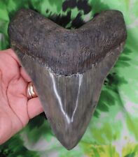 megalodon teeth for sale  Bloomsburg