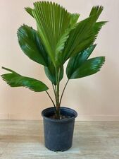 Vanuatu fan palm for sale  USA