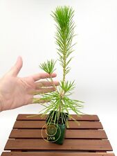 Pinus thunbergii live for sale  Golden Valley