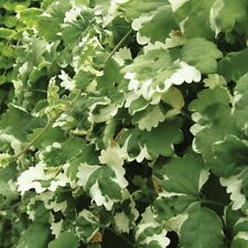 Trailing variegated nepeta for sale  BELLSHILL