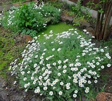 Chamomile flowers plants for sale  CHICHESTER