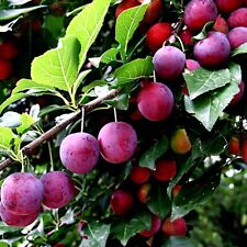 American plum tree for sale  Lincolnton