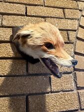 Fox head mount for sale  PONTYPRIDD