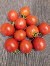 Tomato mountain magic for sale  THORNTON HEATH