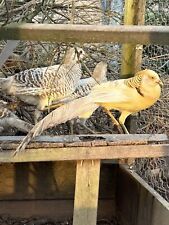 Yellow golden pheasant for sale  DYMOCK