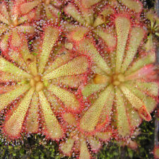 Drosera aliciae 100 for sale  Shipping to Ireland