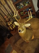 Whitetail deer shoulder for sale  Wray