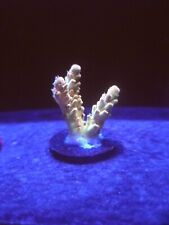 Smooth skin acropora for sale  BELPER