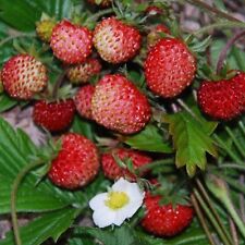 Fruit wild strawberry for sale  WREXHAM
