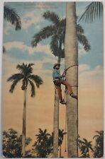 Vintage postcard climbing for sale  Lake City