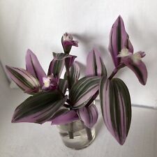 Tradescantia nanouk schöne gebraucht kaufen  Büsnau,-Kaltental