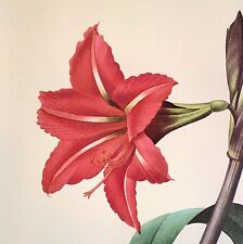 Redoute flowers amaryllis for sale  Sahuarita