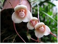 Monkey face orchid for sale  HARLOW