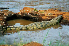 Krokodil echse kenia gebraucht kaufen  Menden