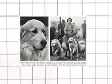 1936 canine aristocrat for sale  UK
