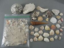 Mixed seashell sand for sale  Ingleside