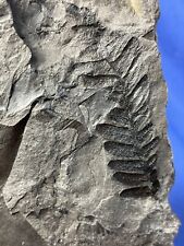 Carboniferous paleoweichselia  gebraucht kaufen  Saarbrücken