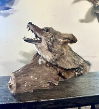 raccoon mounts for sale  New York