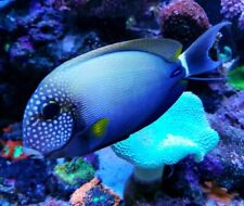 Freckle face tang for sale  HAYWARDS HEATH