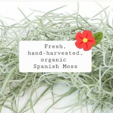 Used, Fresh Organic Florida  Spanish Moss - Large 1 Gallon Bag for sale  Gainesville