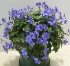 African violet plant for sale  Summerville