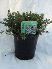 Thyme orange herb for sale  UK
