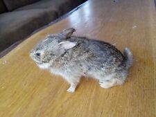 Taxidermy real bunny for sale  Brasher Falls