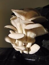 Oyster mushroom spawn for sale  MONMOUTH
