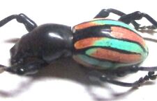 Used, P004 Q | EL : Pachyrrhynchus species? male 15mm NEW!!!!!!!!!!!!! for sale  Shipping to South Africa