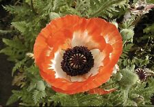 Papaver orientale poppy for sale  LONDON