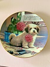 Shihtzu puppy plate for sale  DERBY