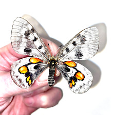 Insect Butterfly Moth Papilio Parnassius wiskotti-Very Rare No. 4! for sale  Shipping to South Africa