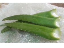 Aloe vera barbadensis for sale  Orlando