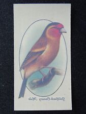 Goldfinch canary mule for sale  UK