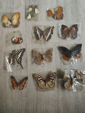 Lot papillons taxidermie d'occasion  Fouras