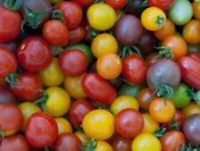 Graines tomate cerise d'occasion  Digne-les-Bains