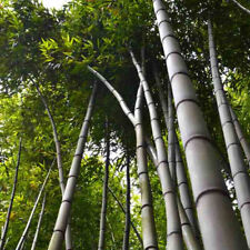 Bambusa bambos seeds for sale  GODALMING