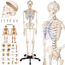 Menschliches stativ skelett gebraucht kaufen  Igersheim