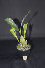 Coelogyne softolens for sale  Shipping to Ireland