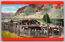 Western corral cows for sale  Sparta
