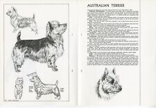 Australian terrier 1978 for sale  COLEFORD