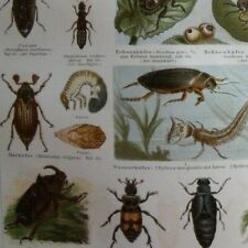 Beetles rhinoceros beetle.. d'occasion  Saint-Cyprien