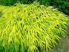 30 ALL GOLD JAPANESE FOREST GRASS SEEDS - Hakonechloa macra ' All Gold '  for sale  Shipping to South Africa