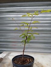 Tamarind sweet thai for sale  Palm Bay