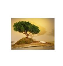 Shimpaku juniper bonsai for sale  Patchogue