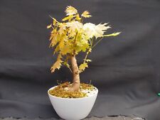 Bonsai tree maple for sale  BROMSGROVE