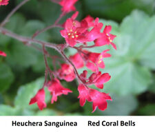 Seed RED Coral Firefly Bells Heuchera Sanguinea Shade LOVE Extend BLOOM Perenn + for sale  Shipping to South Africa