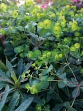 Euphorbia amygdaloides hardy for sale  MAIDSTONE