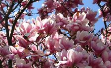 Magnolia tree seeds for sale  GLOUCESTER